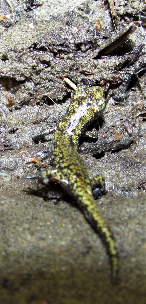 Hydromantes platycephalus (Mount Lyell Salamander), California species