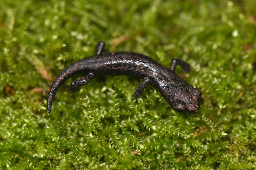 Hydromantes shastae (Shasta salamander), California species