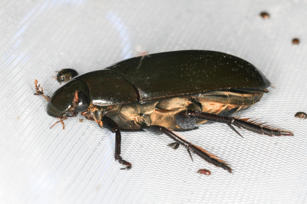 Hydrophilus triangularis (Giant Water Scavenger Beetle), California species