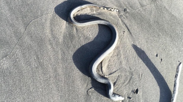 Hydrophis platurus (Yellow-Bellied Seasnake), California species