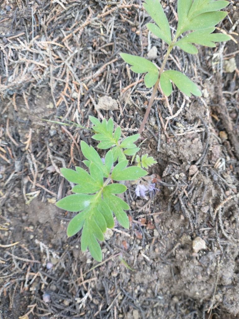 Hydrophyllum alpestre (Alpine breeches), native California perennial