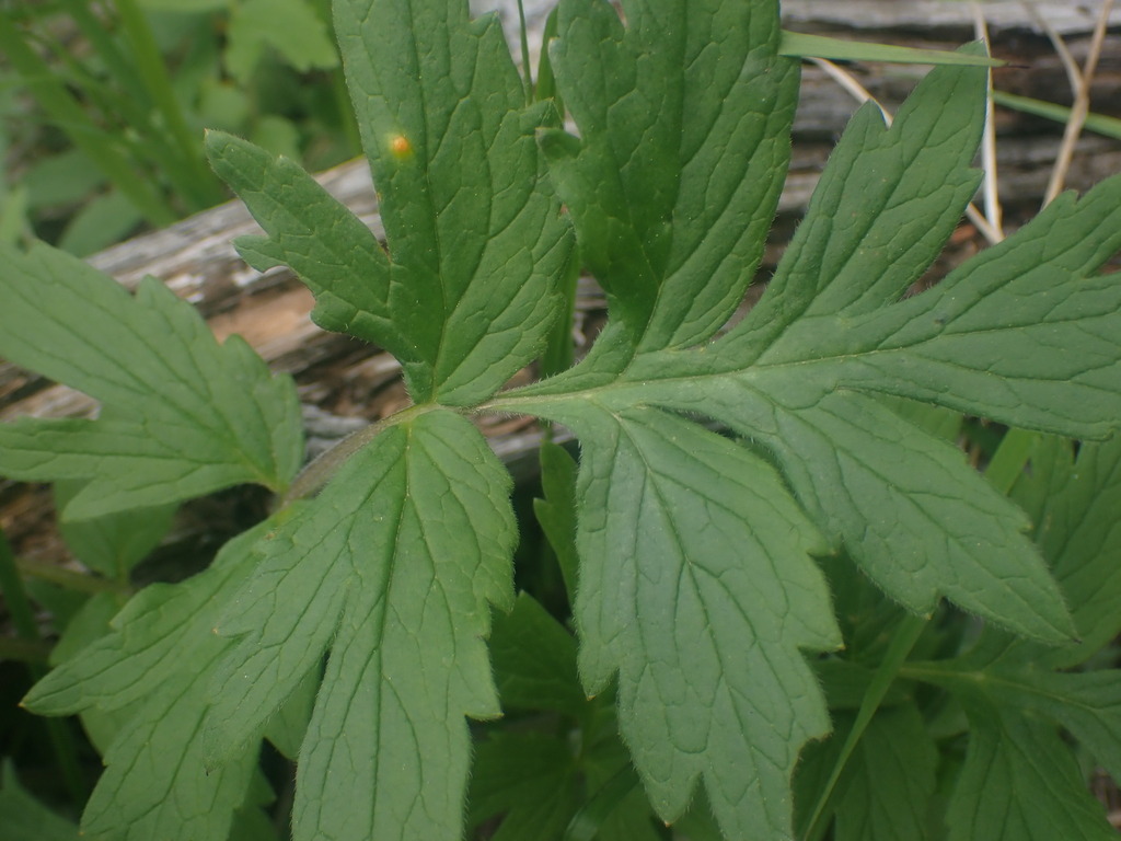 Hydrophyllum fendleri var. albifrons (White waterleaf), native California herb