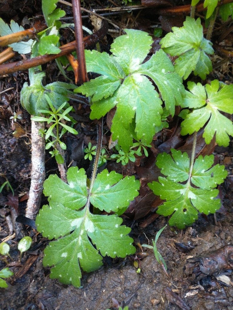 Hydrophyllum occidentale (Western waterleaf), native California herb