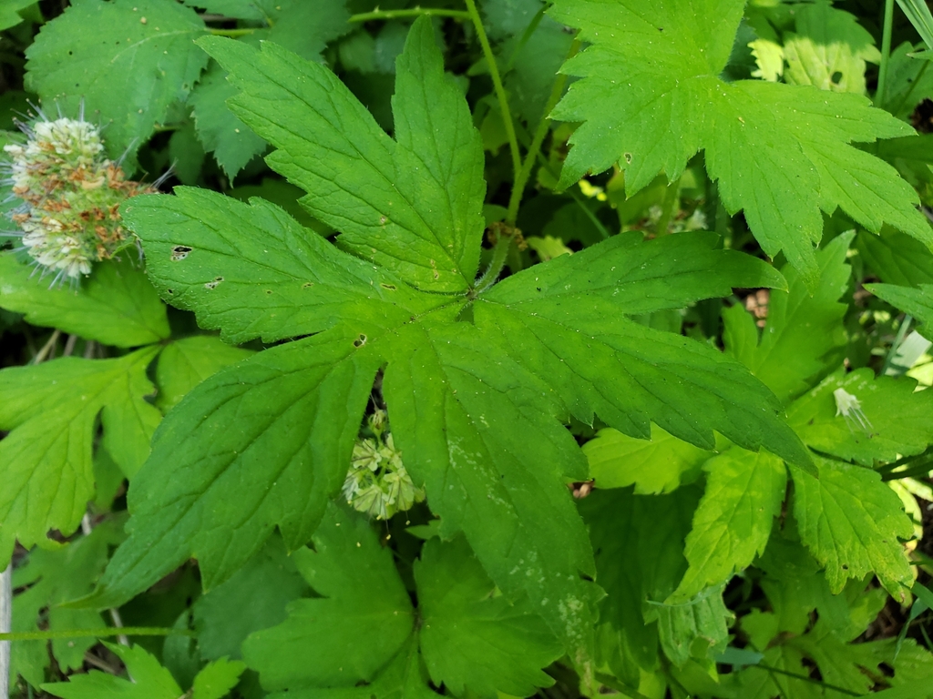 Hydrophyllum sp. (Waterleaf), native California perennial