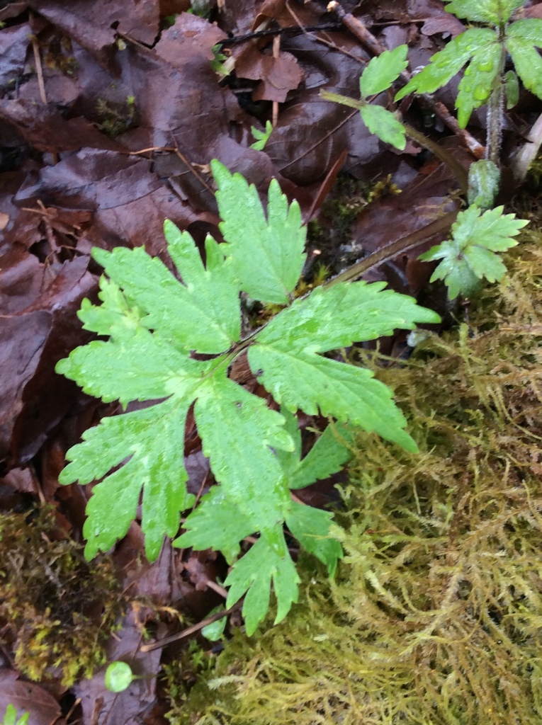 Hydrophyllum tenuipes (Pacific waterleaf), native California herb