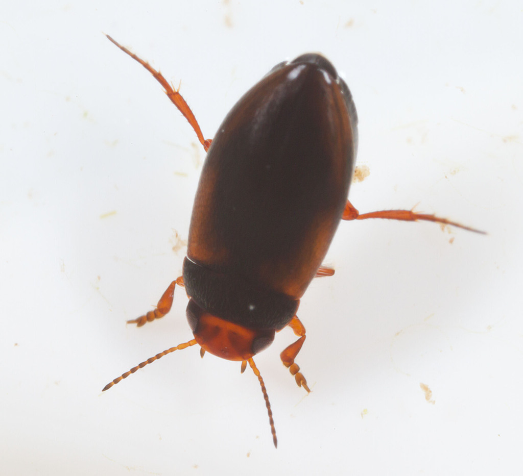 Hydroporus simplex (Simple Hydroporus Diving Beetle), California species