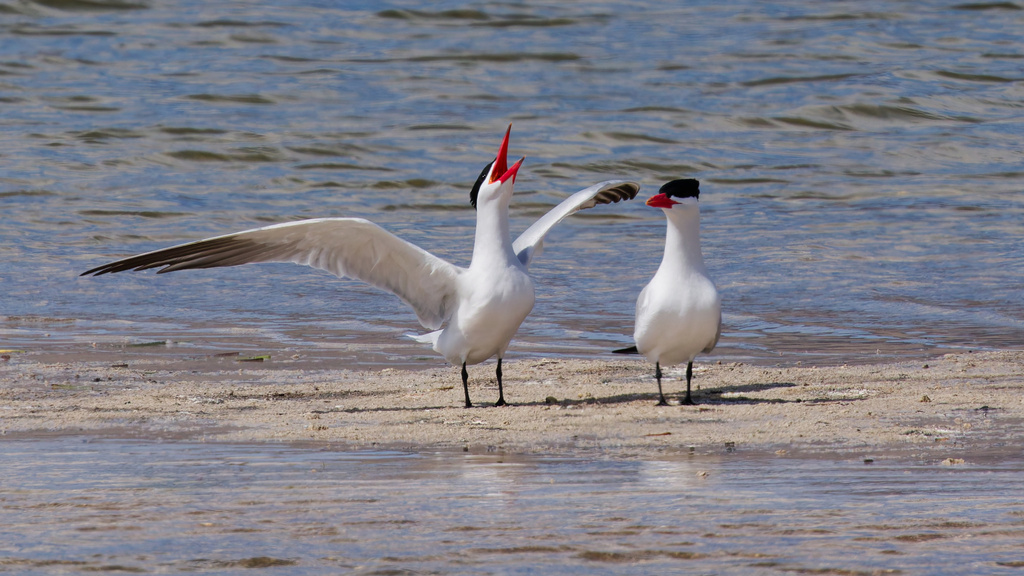 Hydroprogne caspia (Caspian Tern), California species