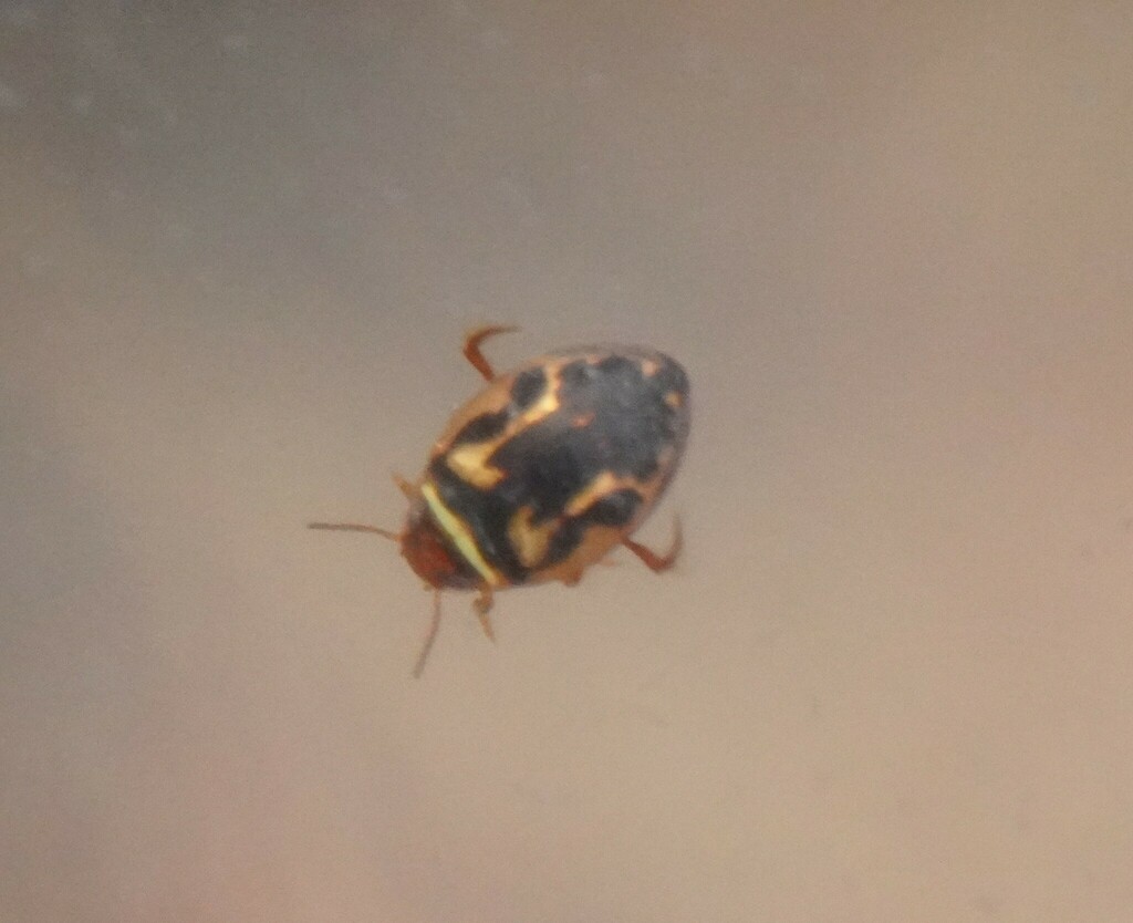 Hygrotus fontinalis (Travertine Band- Thigh Diving Beetle), California species