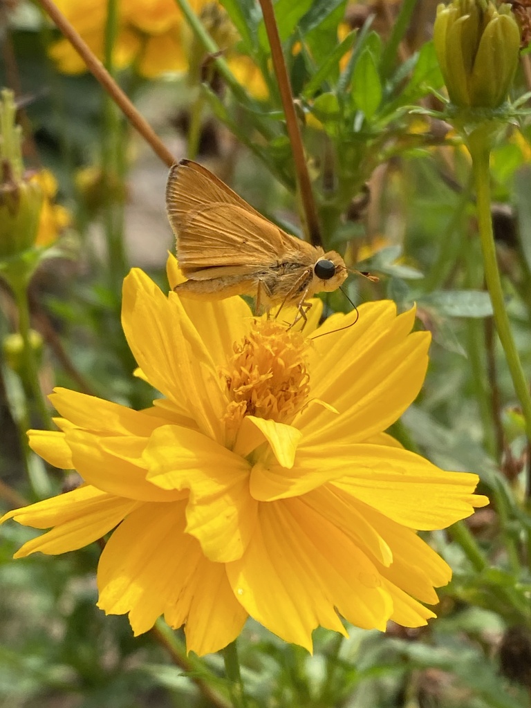 Hylephila phyleus (Fiery Skipper), California species