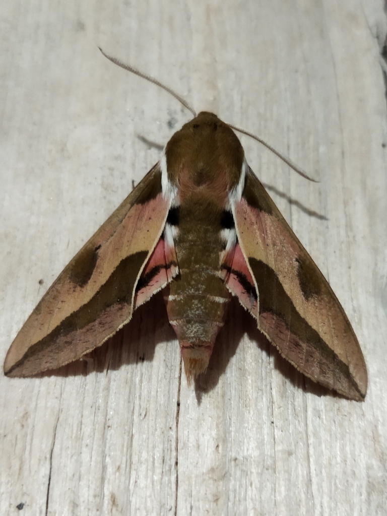 Hyles euphorbiae (Spurge hawkmoth), California species
