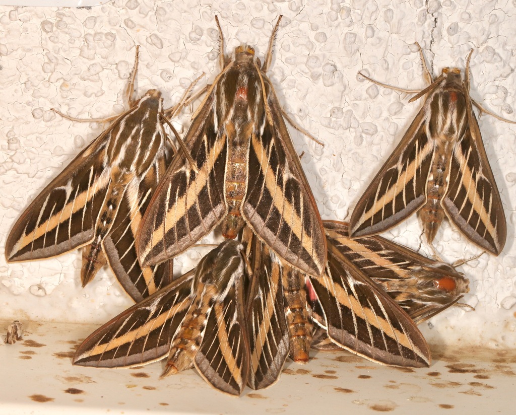 Hyles lineata (White-lined Sphinx), California species