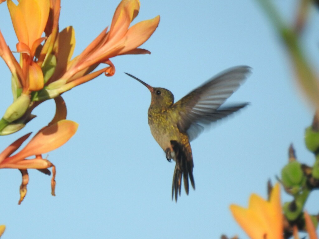 Hylocharis xantusii (Xantus's Hummingbird), California species