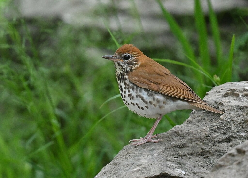 Hylocichla mustelina (Wood Thrush), California species
