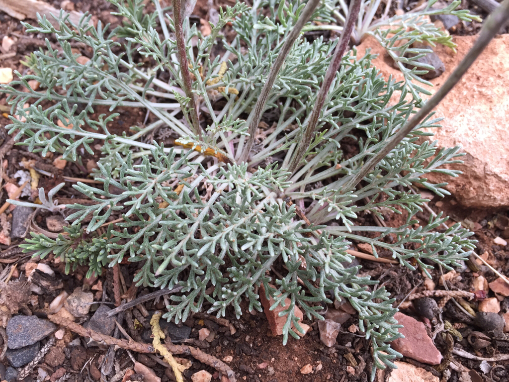 Hymenopappus filifolius — parent species of Hymenopappus filifolius var. nanus