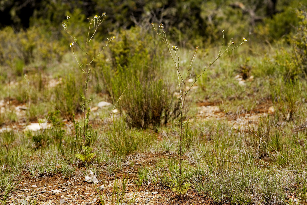Hymenopappus sp., native California perennial