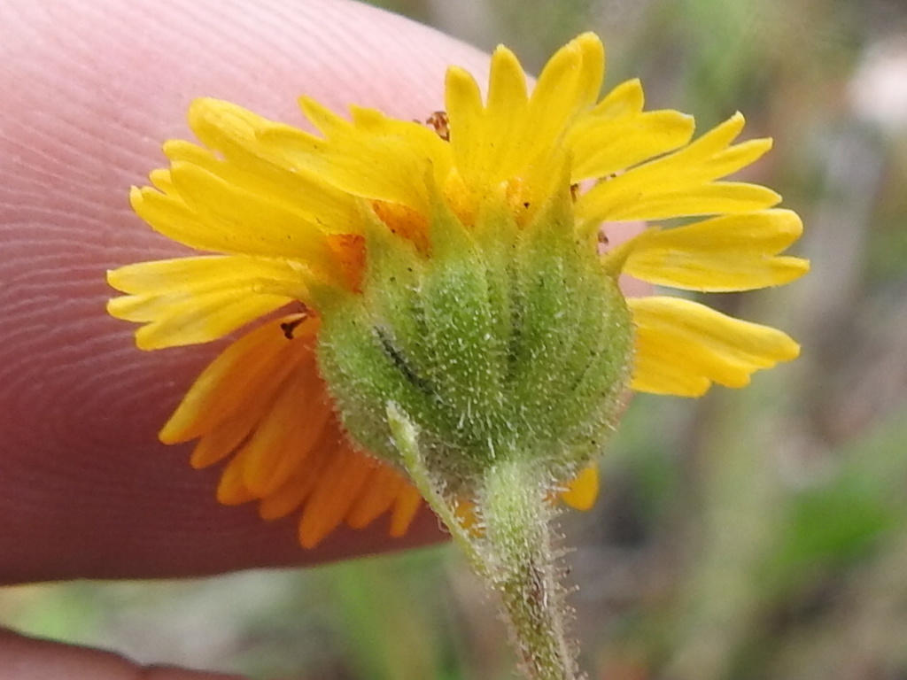 Hymenothrix dissecta, native California herb