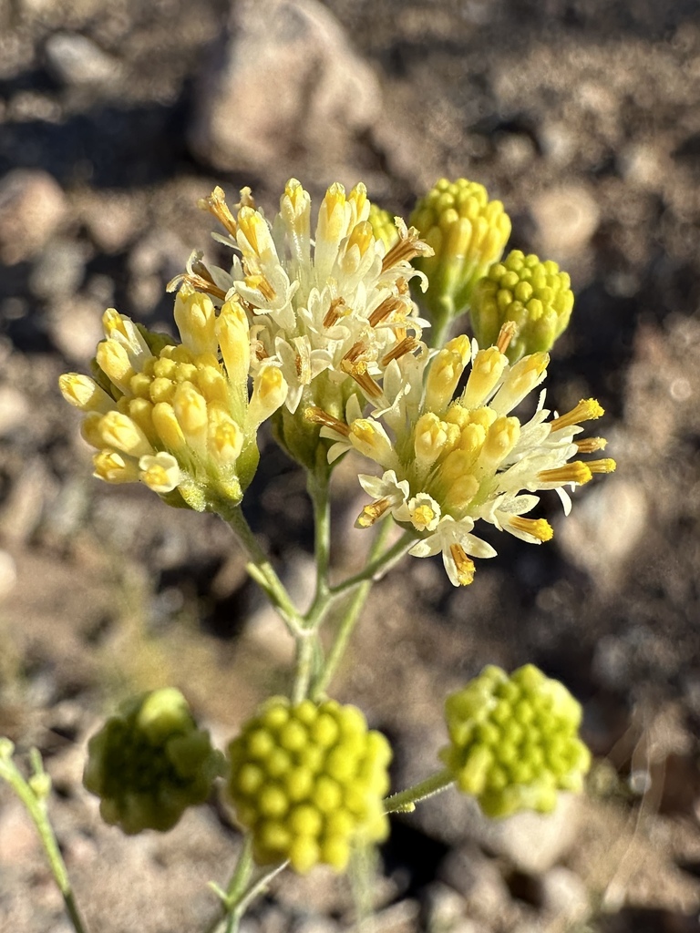 Hymenothrix loomisii (Loomis' thimblehead), non-native California herb