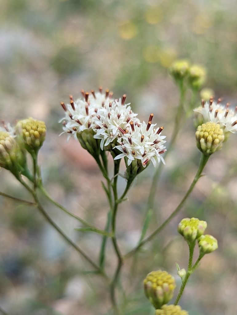 Hymenothrix wrightii (Wright's hymenothrix), native California herb