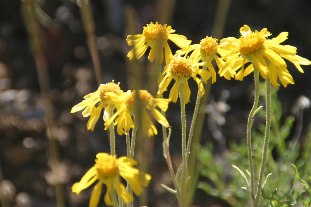 Hymenoxys cooperi (Cooper goldflower), native California herb