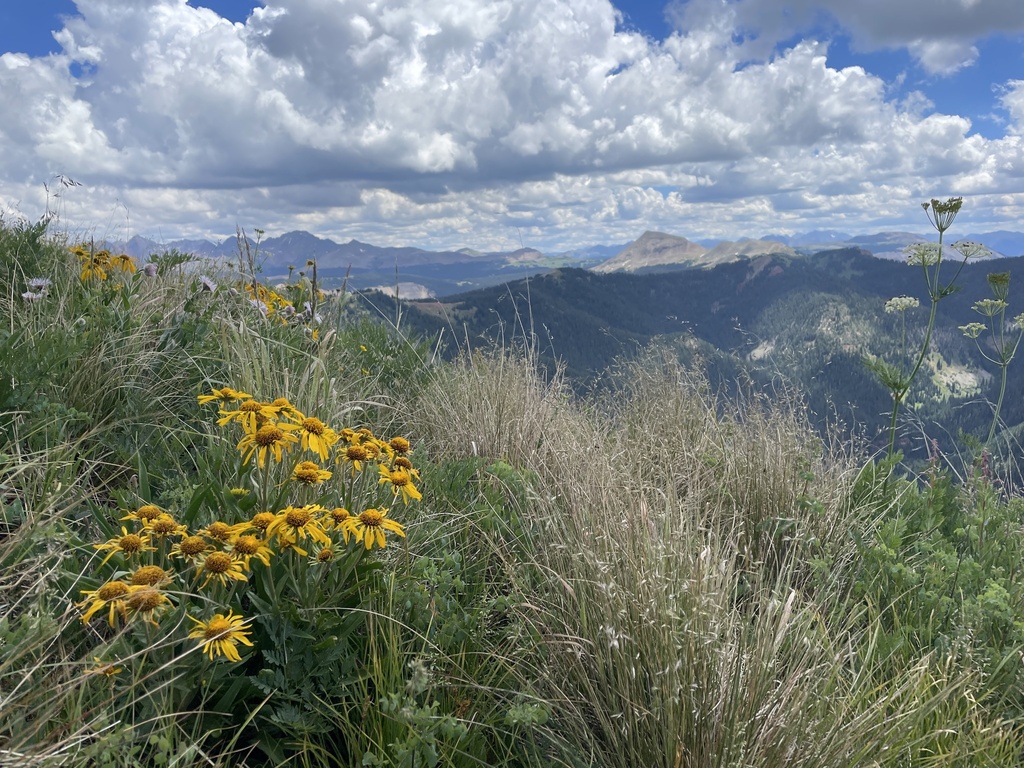 Hymenoxys hoopesii (Owl's claws), native California herb