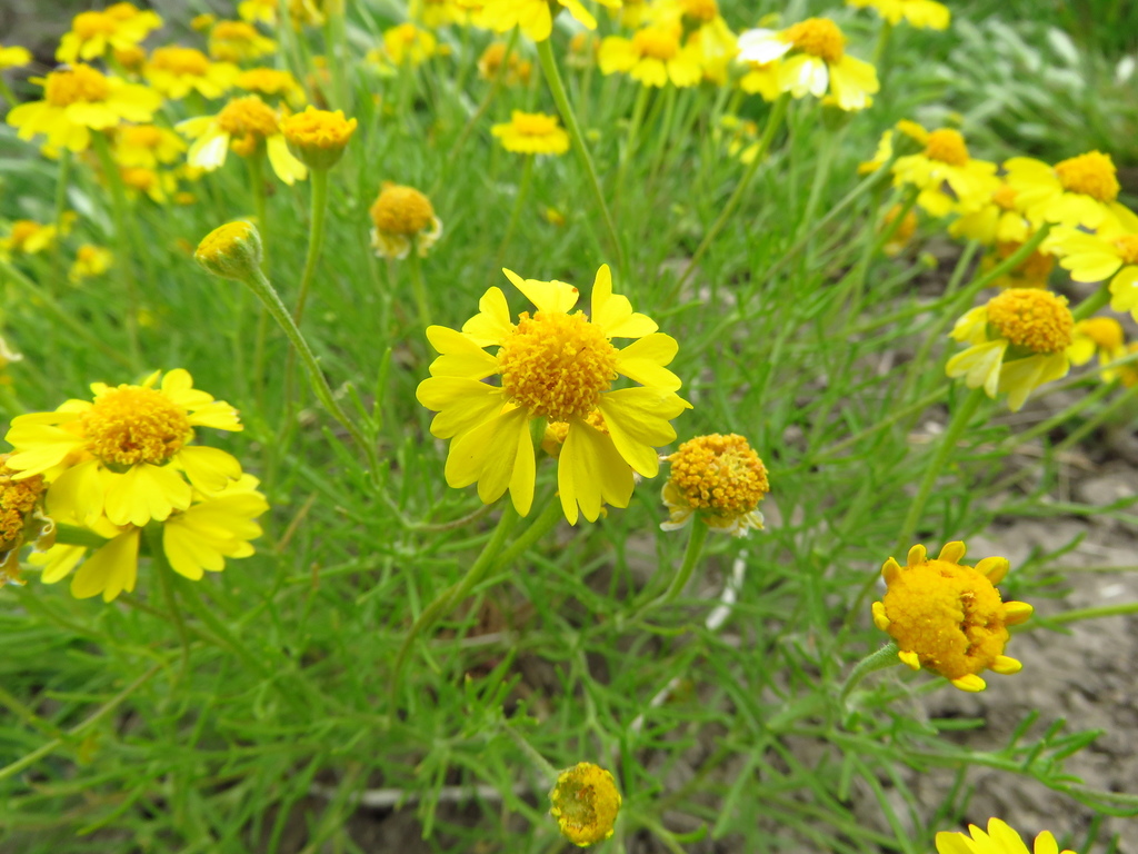 Hymenoxys odorata (Bitter hymenoxys), native California herb