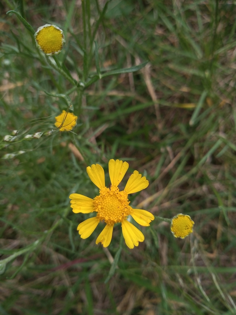 Hymenoxys sp., native California perennial