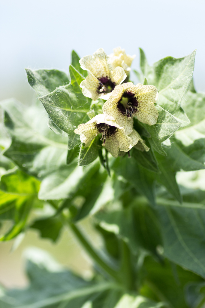 Hyoscyamus niger (Black henbane), California herb