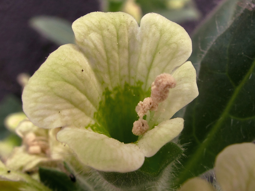 Hyoscyamus sp. (Henbane), California perennial