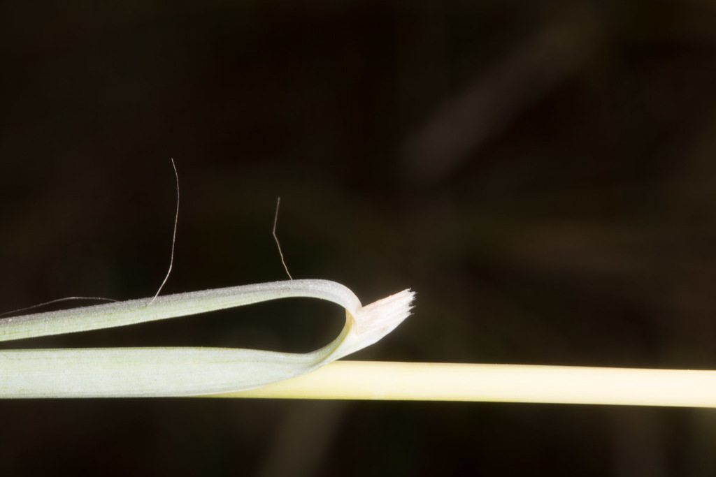 Hyparrhenia hirta (Thatching grass), non-native California grass