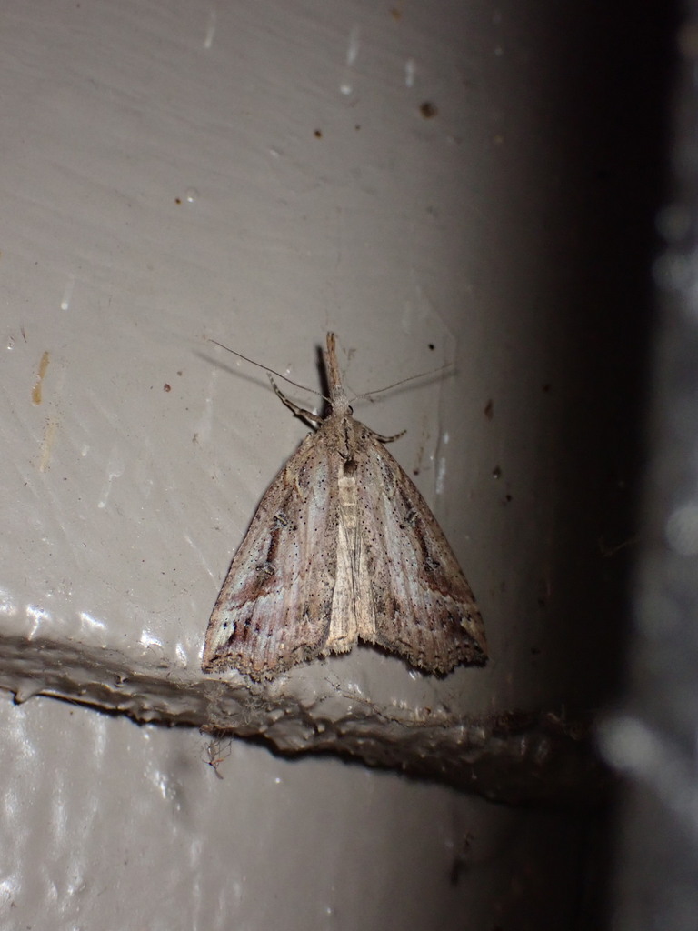 Hypena californica (California Cloverworm Moth), California species