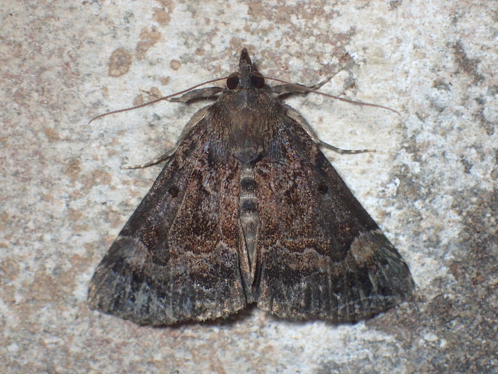 Hypena palparia (Mottled Bomolocha Moth), California species