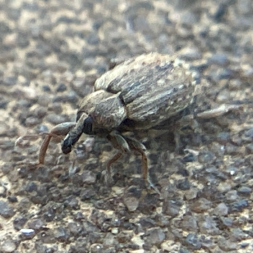 Hypera postica (Alfalfa Weevil), California species
