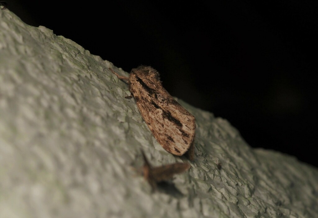 Hyperaeschra georgica (Georgian Prominent), California species