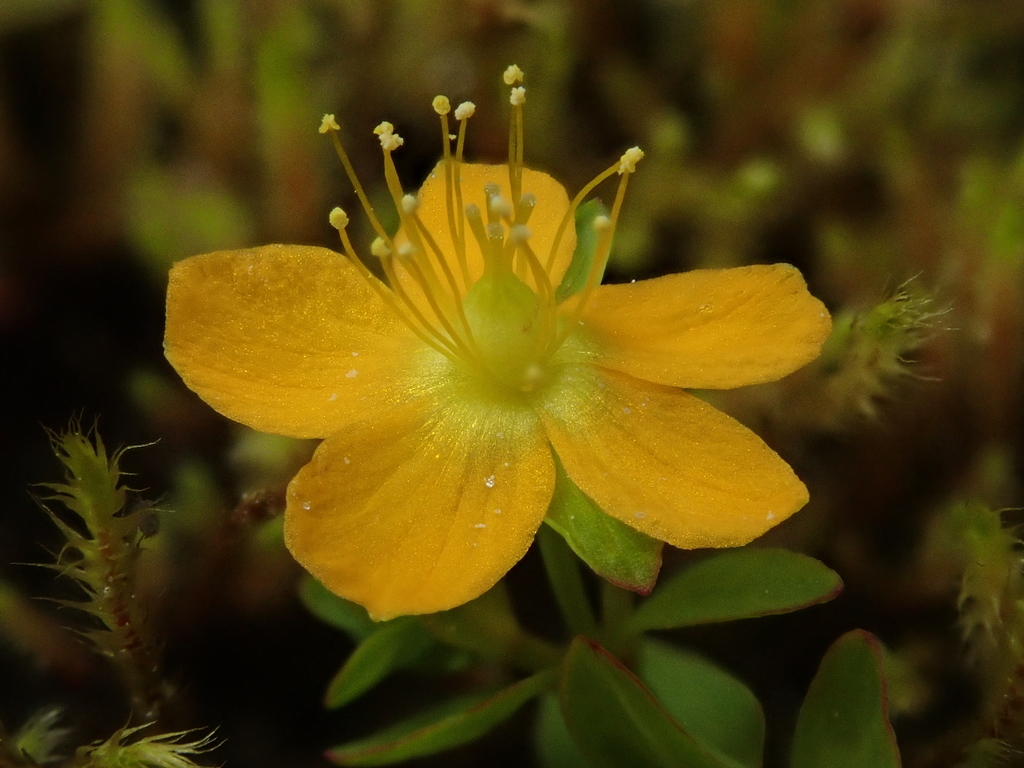 Hypericum anagalloides (Tinker's penny), native California herb
