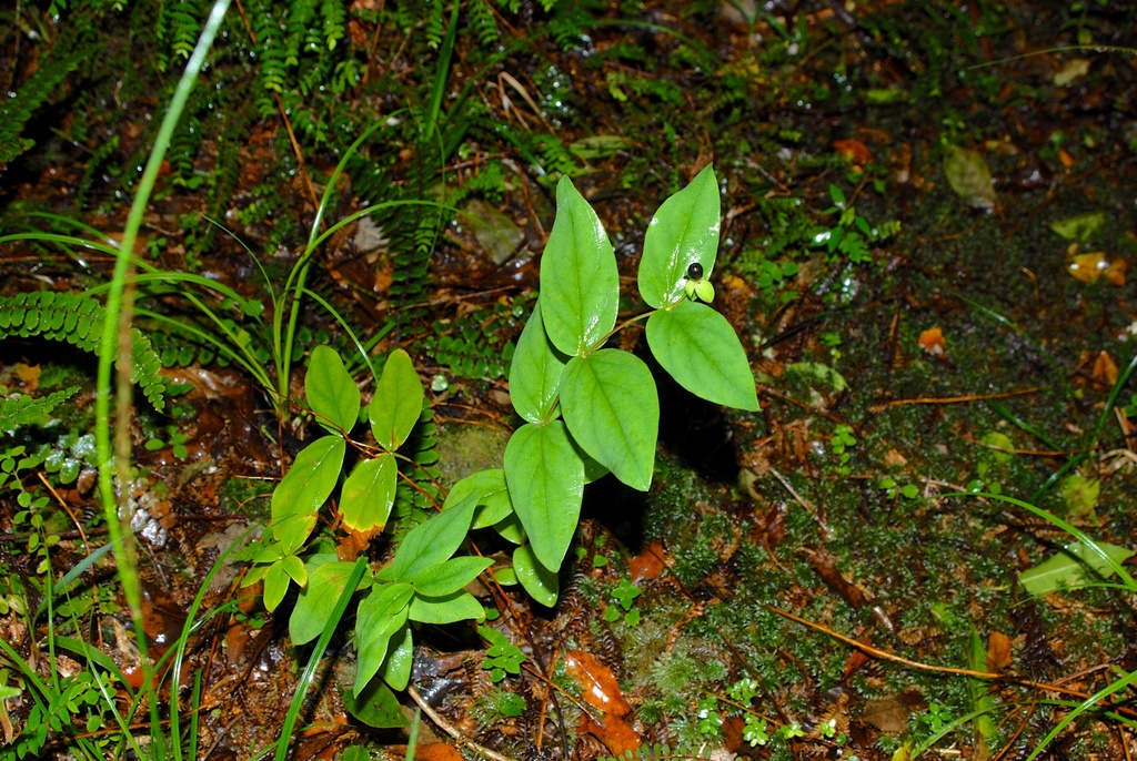 Hypericum androsaemum (Sweet amber), non-native California shrub