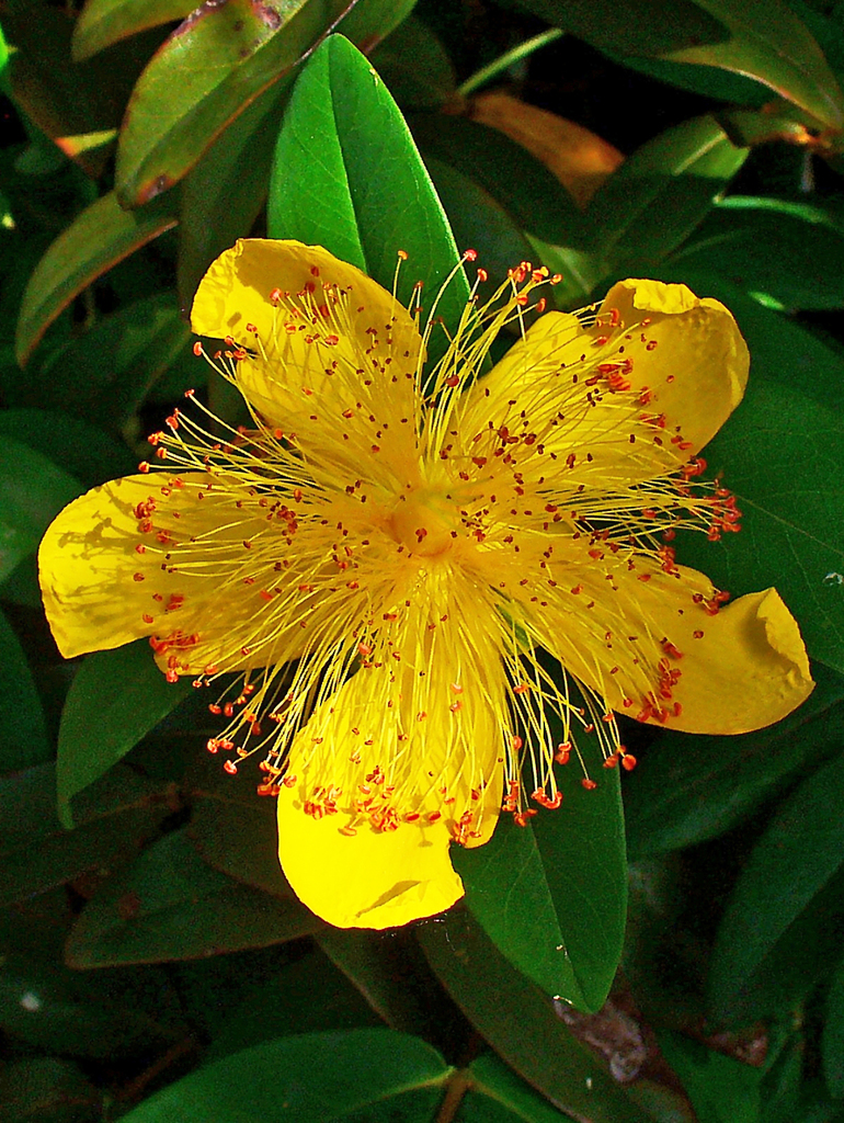 Hypericum calycinum (Aaron's beard), non-native California shrub