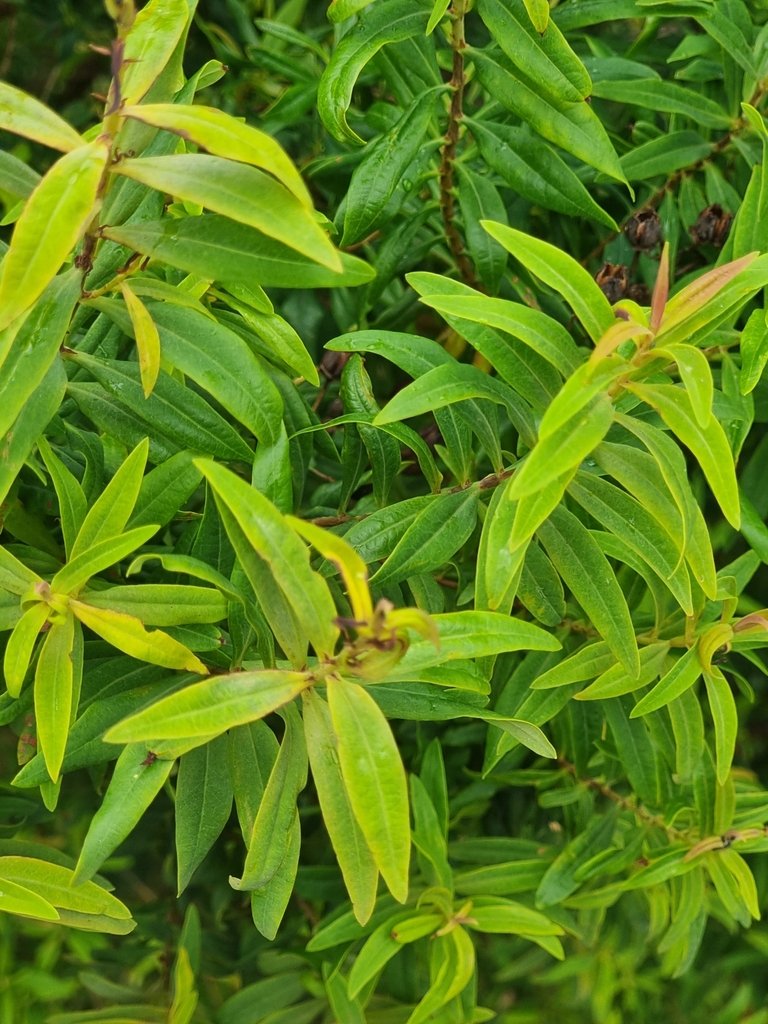 Hypericum canariense (Canary Island st. johnswort), non-native California shrub / tree