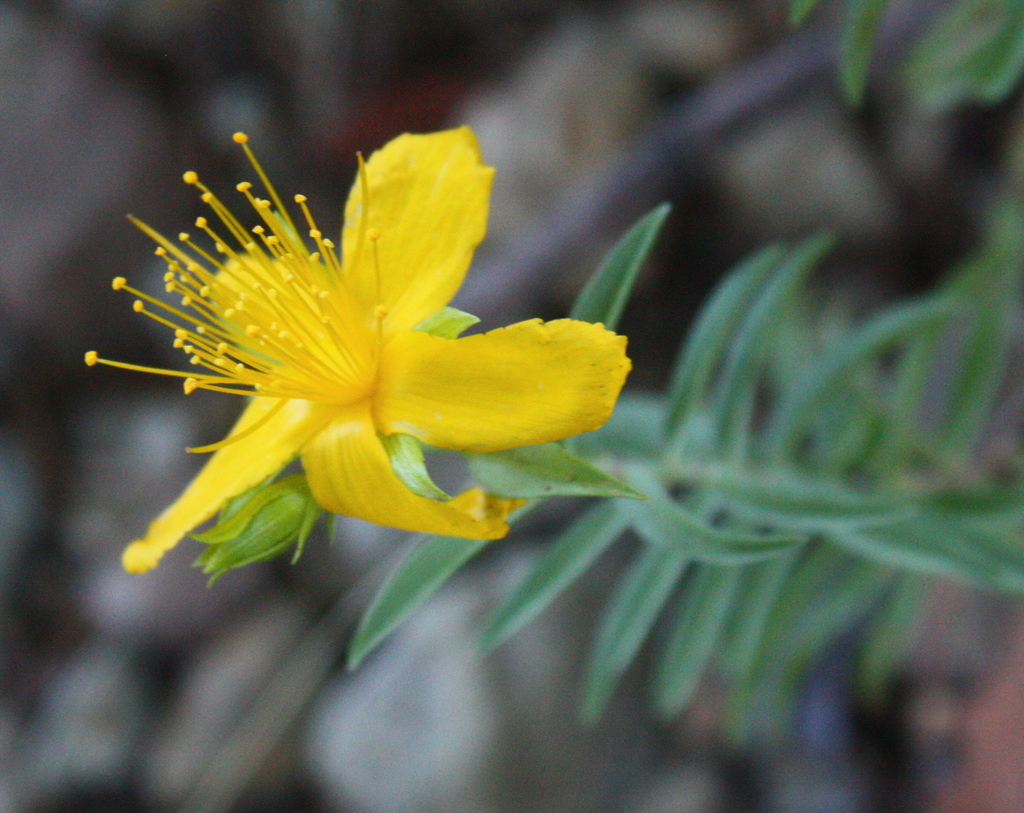 Hypericum concinnum (Gold-wire), native California subshrub
