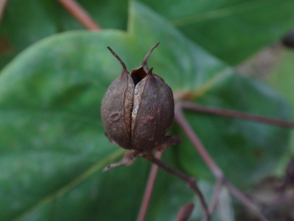 Hypericum grandifolium (large-leaved), California shrub