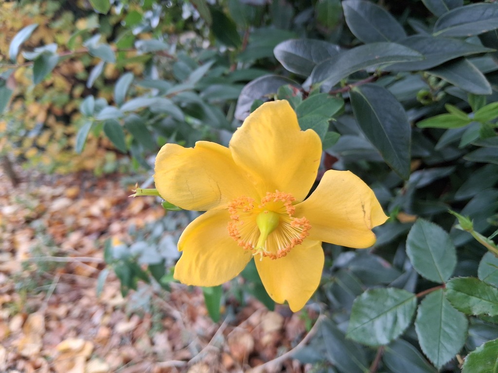 Hypericum hookerianum (Hooker's st. johnswort), non-native California shrub