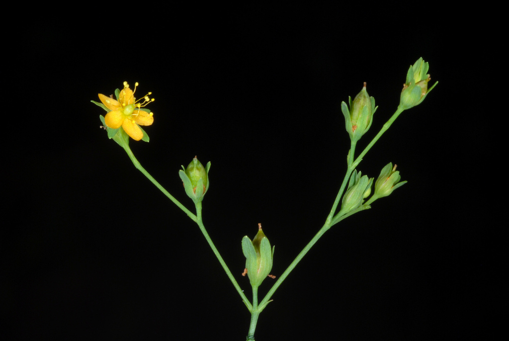 Hypericum mutilum subsp. mutilum, non-native California perennial