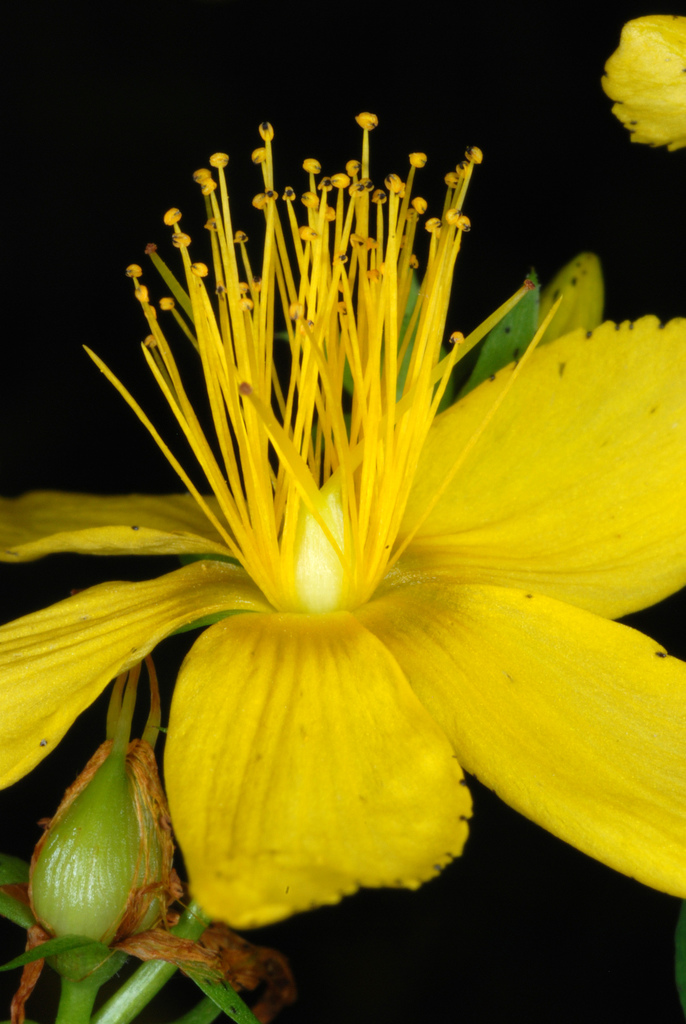 Hypericum perforatum subsp. perforatum (Klamathweed), non-native California perennial