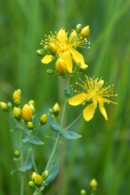 Hypericum scouleri (Scouler's st john's wort), native California herb