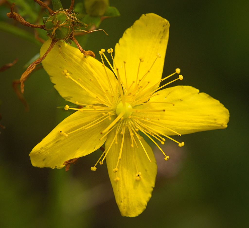 Hypericum sp., non-native California annual