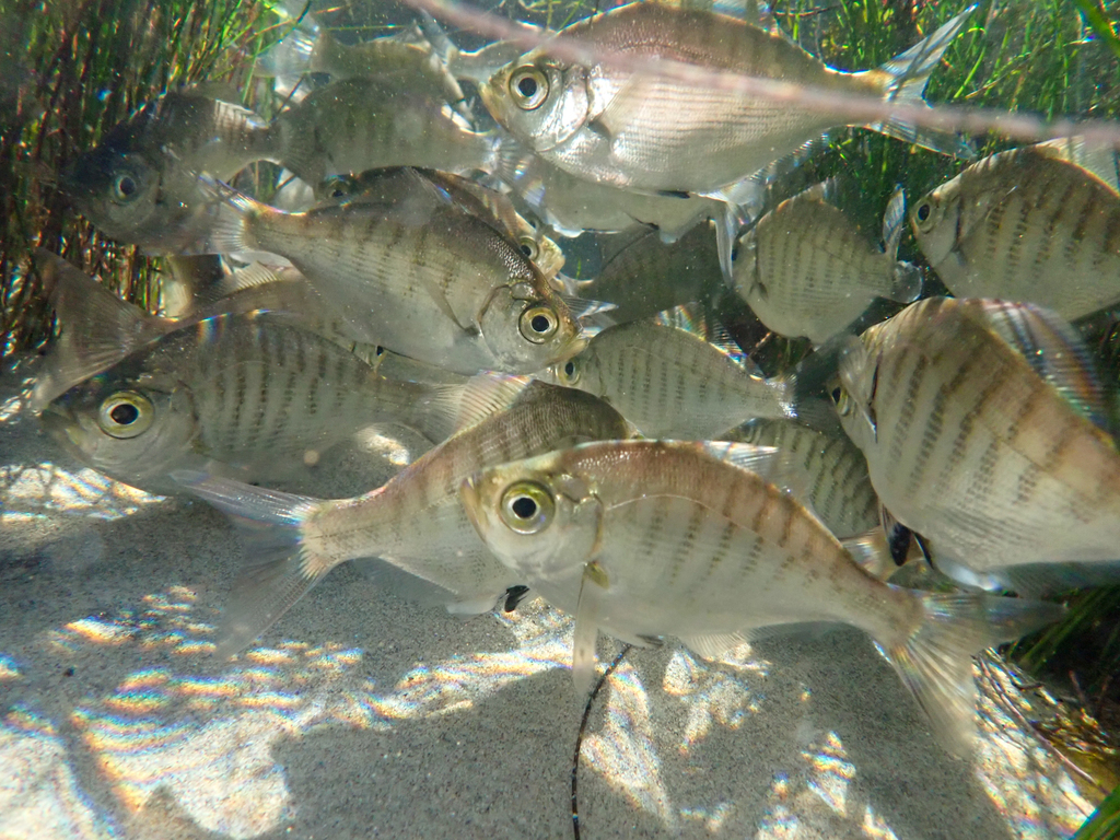 Hyperprosopon argenteum (Walleye Surfperch), California species