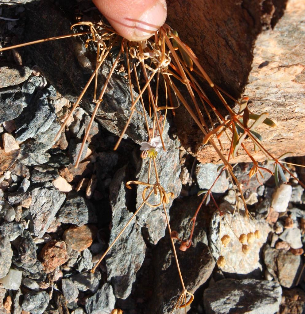 Hypertelis sp. (Threadstem carpetweed), California perennial