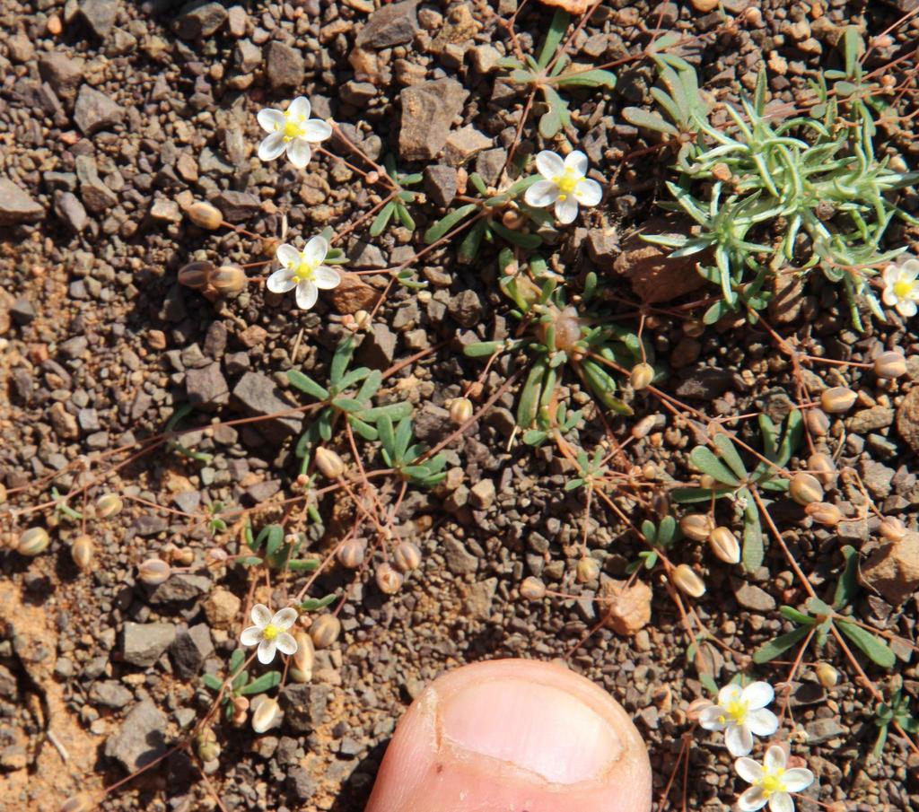 Hypertelis umbellata (Carpet weed), non-native California herb