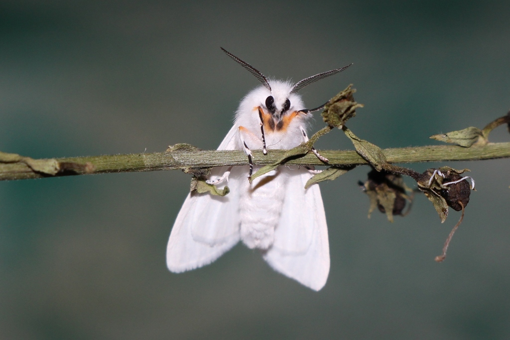 Hyphantria cunea (Fall Webworm Moth), California species