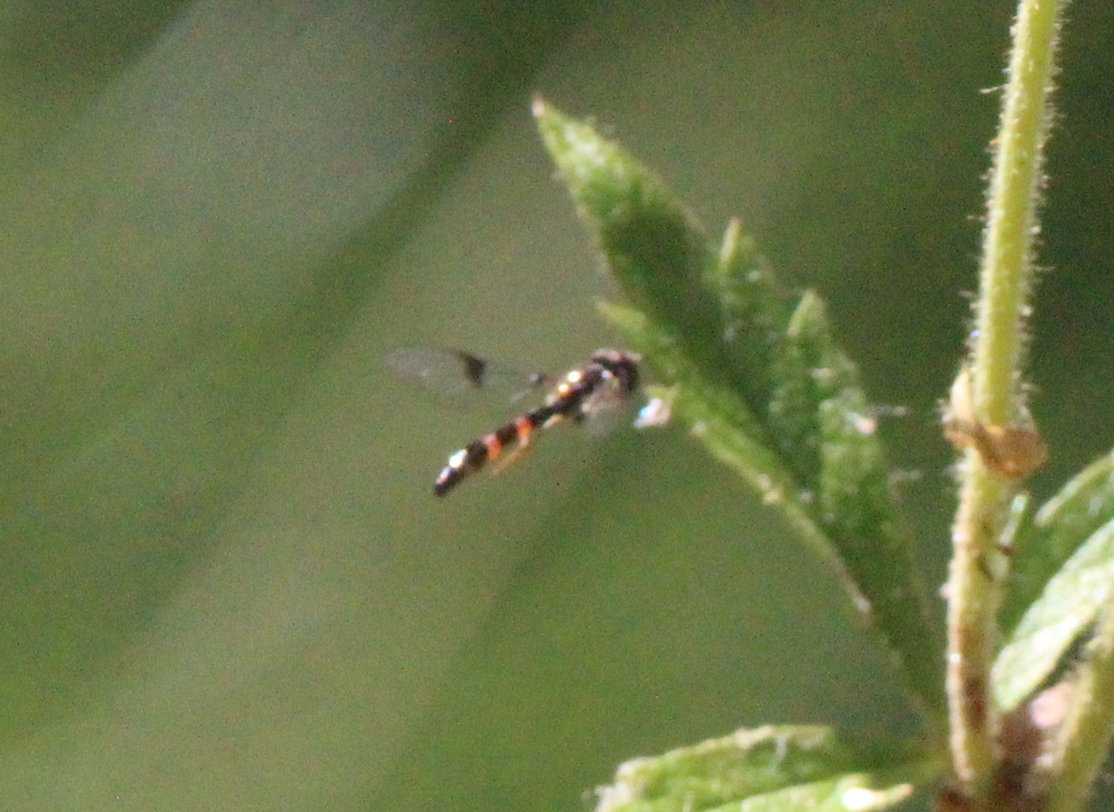 Hypocritanus lemur (Western Band-winged Hover Fly), California species