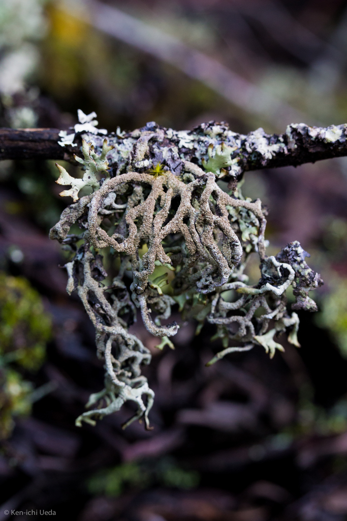 Hypogymnia schizidiata (island tube lichen), California species